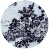 Minky Paradise Toile